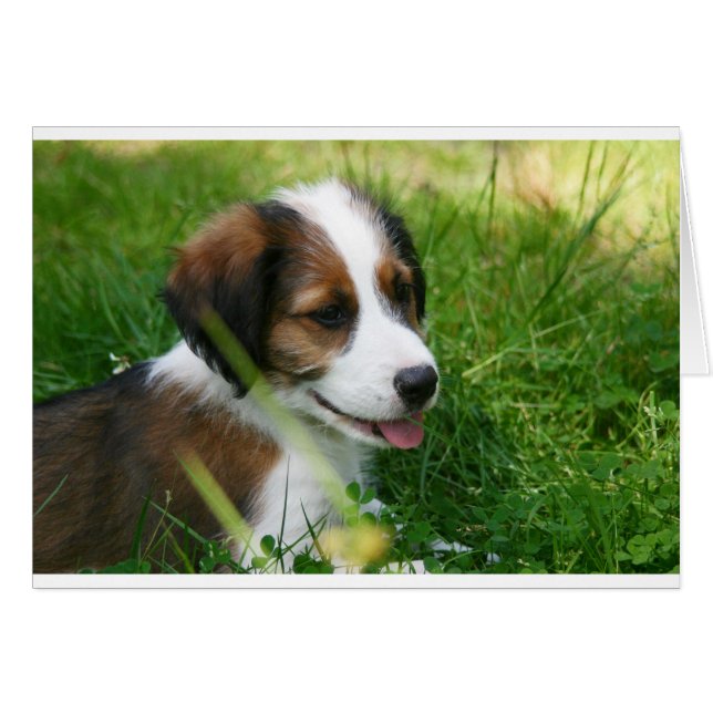 Puppy (Front Horizontal)