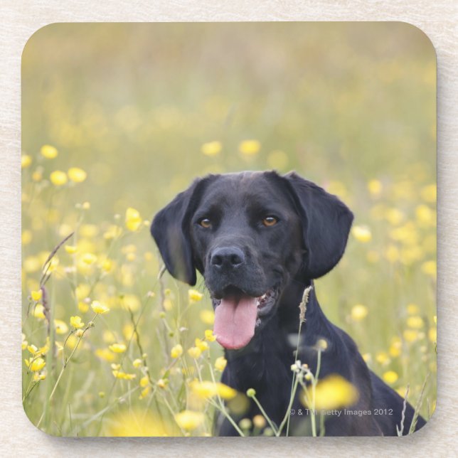 Puppy 16 Months 2 Coaster (Front)