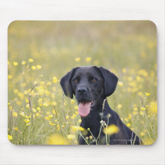 Puppy 16 Months 2 Mouse Pad (Front)