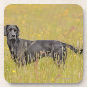 Puppy 16 Months Coaster