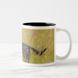 Puppy 16 Months Two-Tone Coffee Mug
