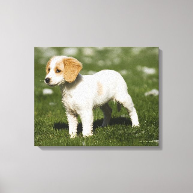 Puppy 3 canvas print (Front)