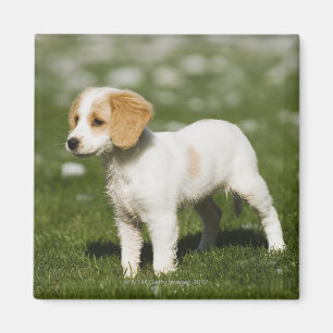 Puppy 3 magnet