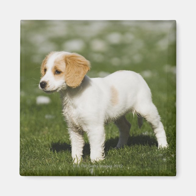 Puppy 3 magnet (Front)