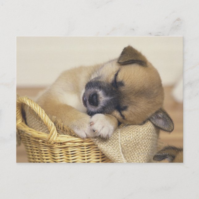 Puppy 3 postcard (Front)