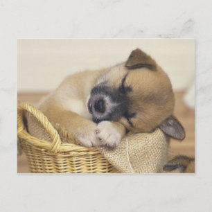 Puppy 3 postcard