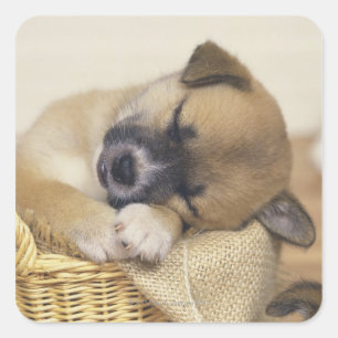 Puppy 3 square sticker