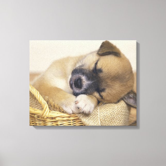 Puppy 8 canvas print (Front)