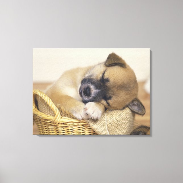 Puppy 8 canvas print (Front)
