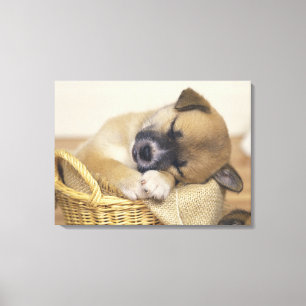 Puppy 8 canvas print