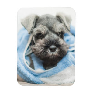 Puppy After Bath Magnet