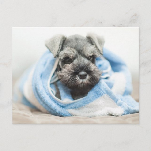 Puppy After Bath Postcard (Front)