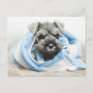 Puppy After Bath Postcard