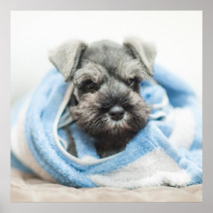 Puppy After Bath Poster
