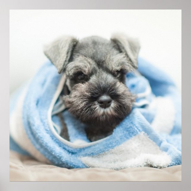 Puppy After Bath Poster (Front)