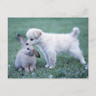 Puppy and Lop Ear Rabbit on lawn Postcard