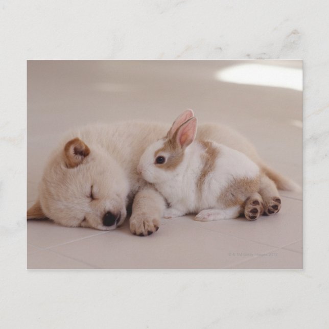 Puppy and Rabbit Postcard (Front)
