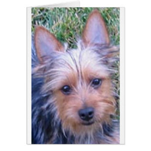puppy australian silky terrier.png