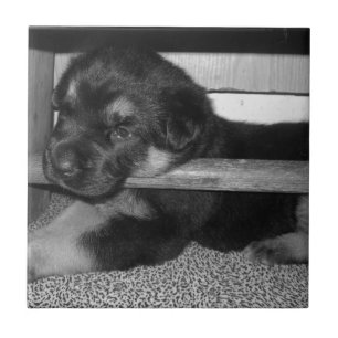 Puppy Black&White Tile