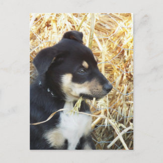 puppy chomping hay postcard
