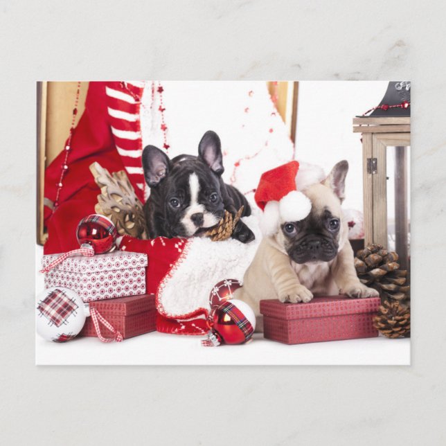 Puppy Christmas French Bulldog Holiday Postcard (Front)