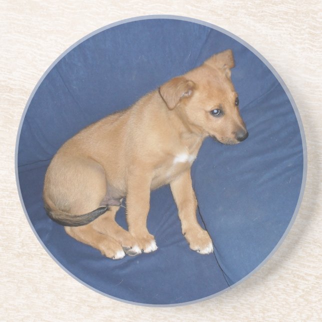 Puppy Coaster (Front)