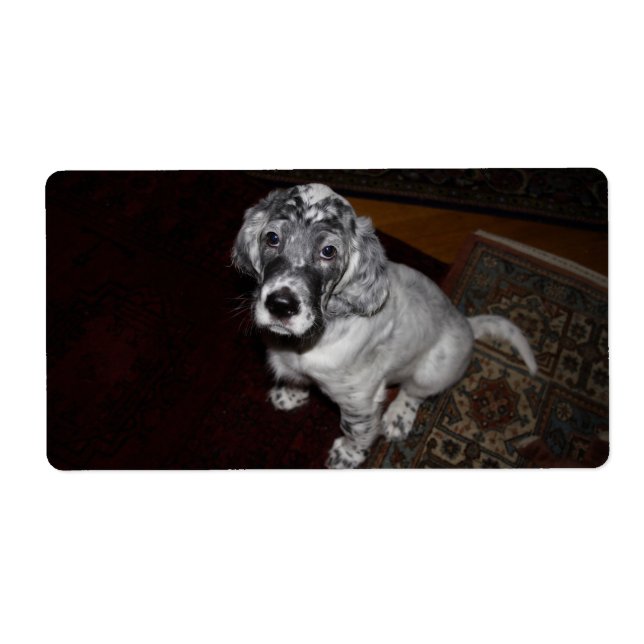 Puppy de Setter (Devant)