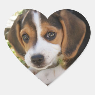 Puppy Dog Beagle Heart Sticker