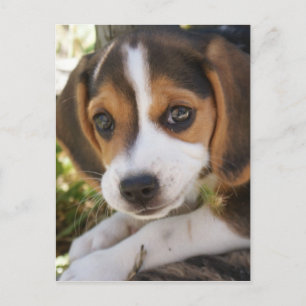 Puppy Dog Beagle Postcard