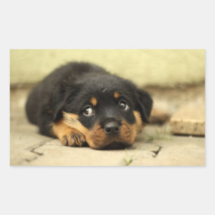 Puppy doggy sticker