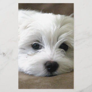 Puppy Eyes