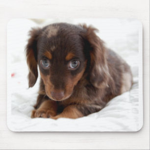 Puppy eyes mouse pad