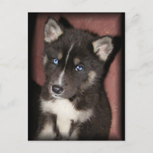 puppy_eyes postcards