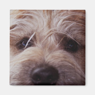 Puppy face close up magnet