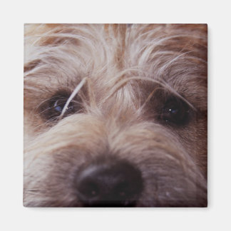 Puppy face close up magnet