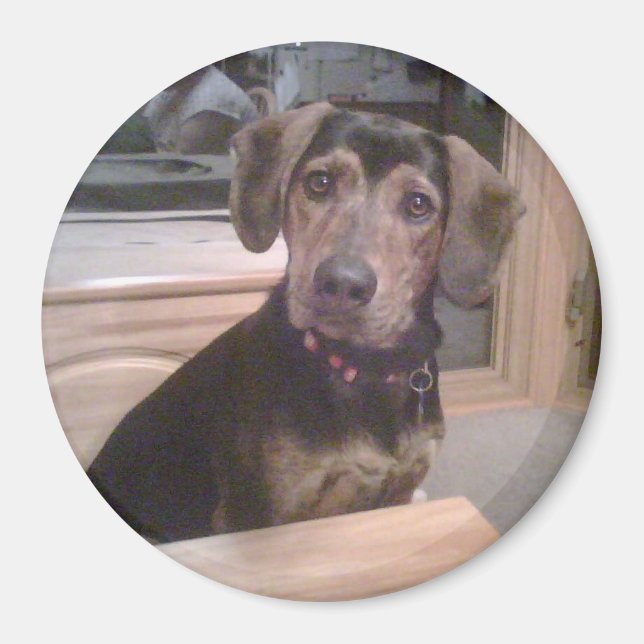 Puppy Gaze Magnet (Front)