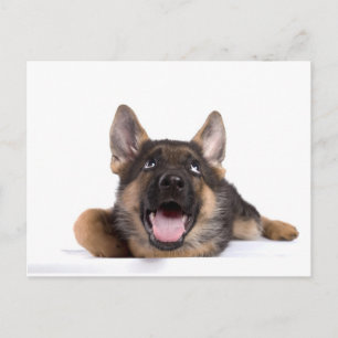 puppy german sheperd postcard