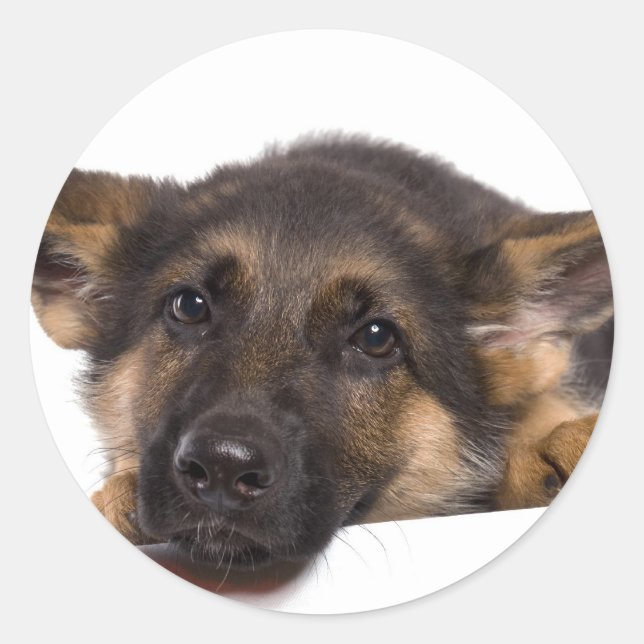 puppy German shepherd Classic Round Sticker (Front)