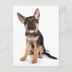 puppy German shepherd Postcard