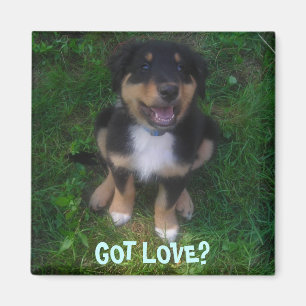 PUPPY, GOT LOVE? MAGNET