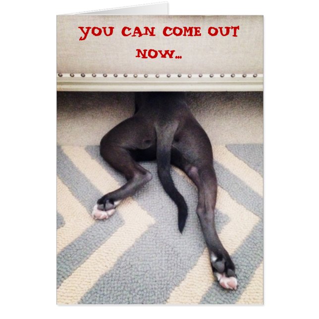Puppy hiding under couch (Front)