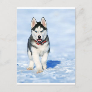Puppy Husky in Wintery Landscape Holiday Postcard