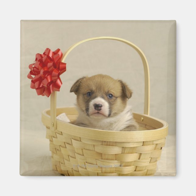 Puppy in a basket magnet (Front)