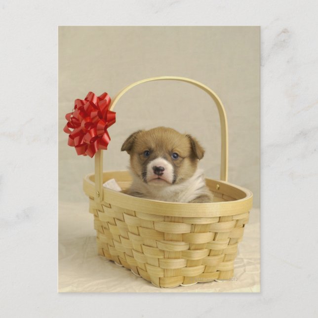 Puppy in a basket postcard (Front)