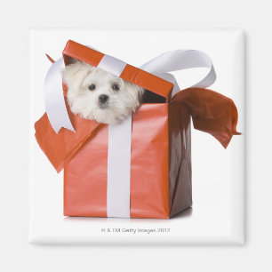 puppy in a box magnet