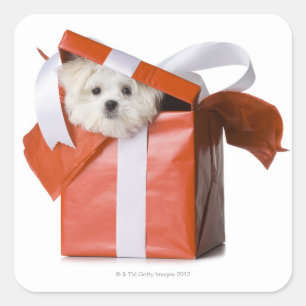 puppy in a box square sticker