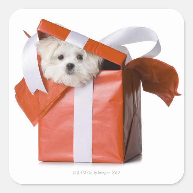 puppy in a box square sticker (Front)
