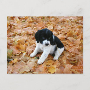 Puppy in Autumn Postcard