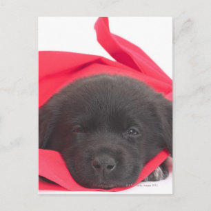 Puppy in blanket postcard