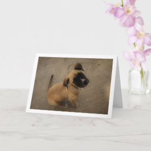 Puppy in Love Card
